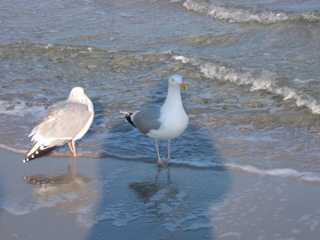 Ferienwohnung Sonnenschein Schonberger Strand Zewnętrze zdjęcie